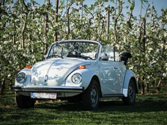 Volkswagen Classic Beetle 1979